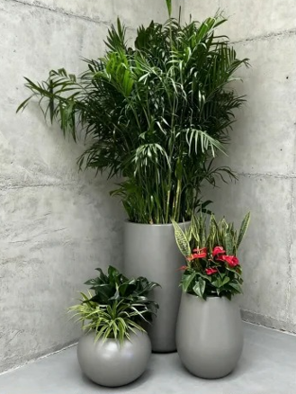 鄞州室内植物出租方便吗-镇海绿化养护施工流程-江北花木租赁费用-宁波商务花卉出租